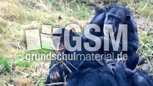 Schimpanse_1 (3).jpg